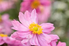Anemone hupehensis 'Pretty Lady Emily'®
