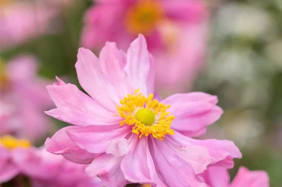 Anemone hupehensis 'Pretty Lady Emily'®