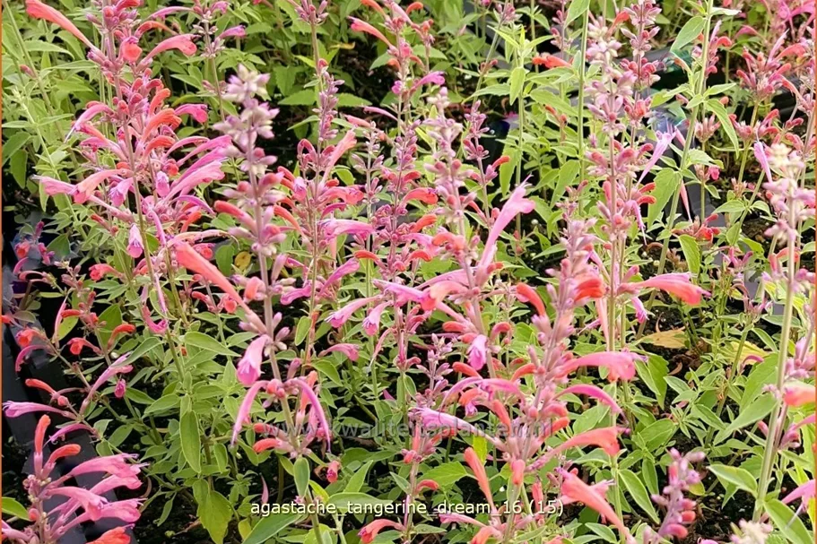 Agastache barberi 'Tangerine Dream'