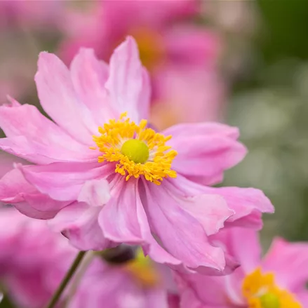 Anemone hupehensis 'Pretty Lady Emily'®