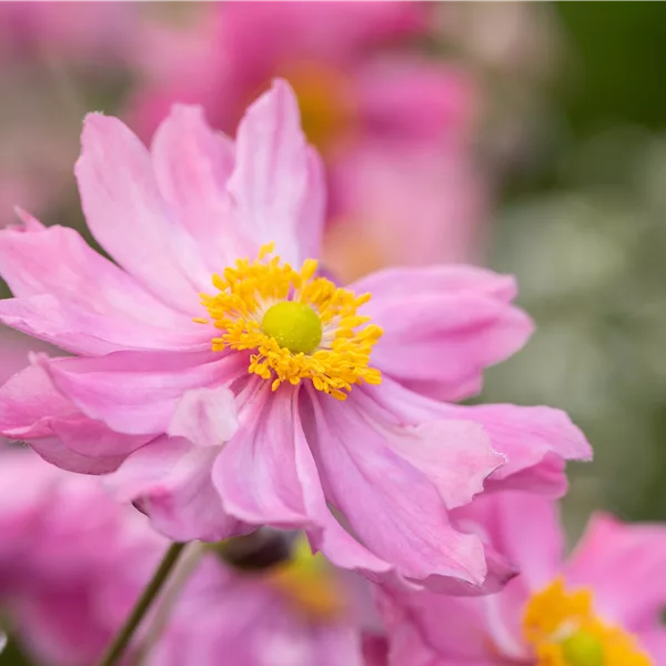 Anemone hupehensis 'Pretty Lady Emily'®