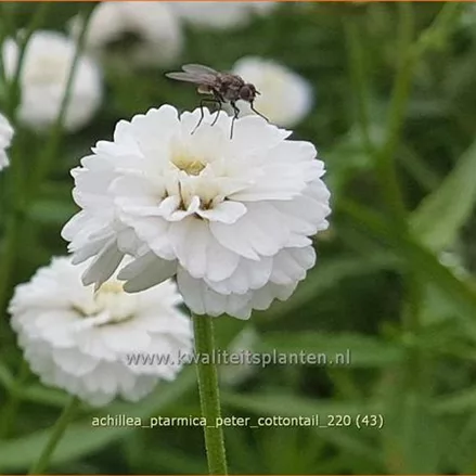 Achillea ptarmica 'Peter Cottontail'