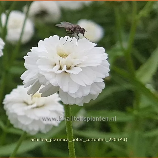 Achillea ptarmica 'Peter Cottontail'
