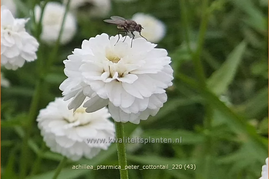 Achillea ptarmica 'Peter Cottontail'