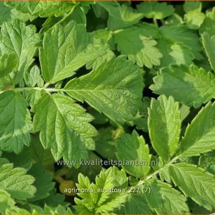 Agrimonia eupatoria