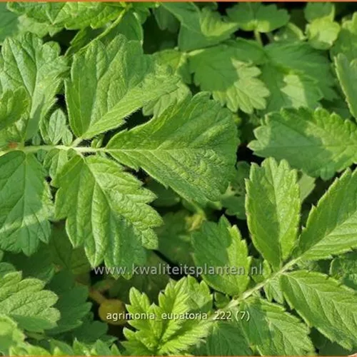 Agrimonia eupatoria