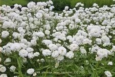 Achillea ptarmica 'Peter Cottontail'
