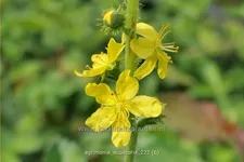 Agrimonia eupatoria