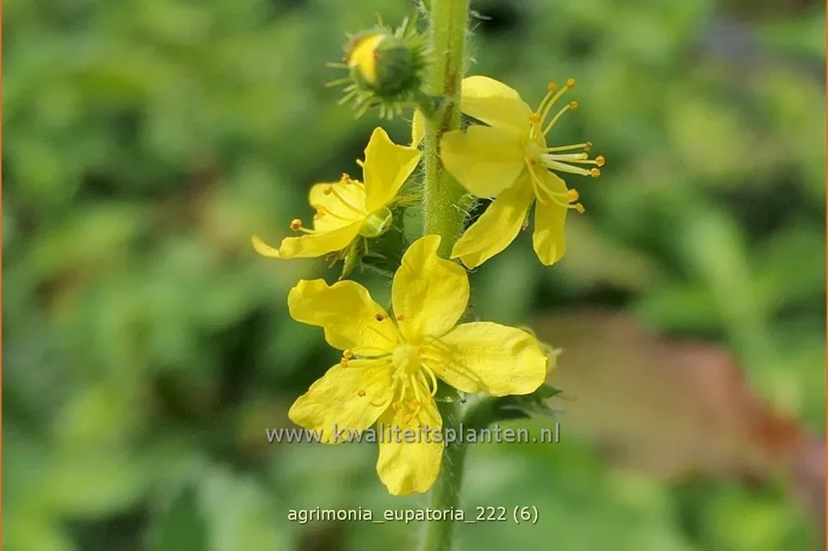 Agrimonia eupatoria