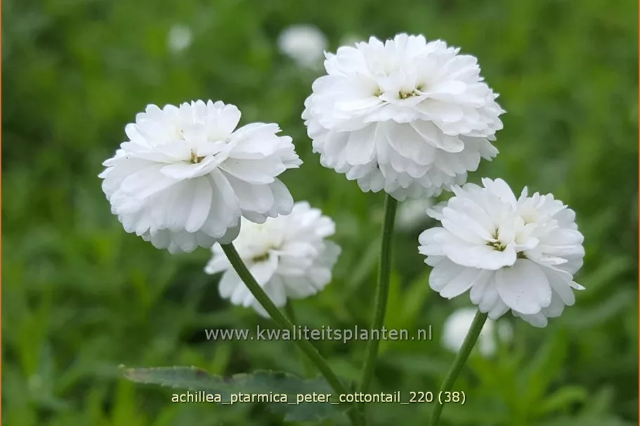 Achillea ptarmica 'Peter Cottontail'
