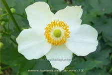 Anemone hupehensis 'Pretty Lady Maria'®