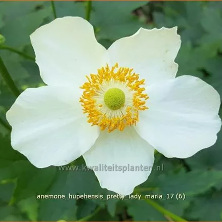Anemone hupehensis 'Pretty Lady Maria'®