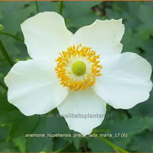 Anemone hupehensis 'Pretty Lady Maria'®