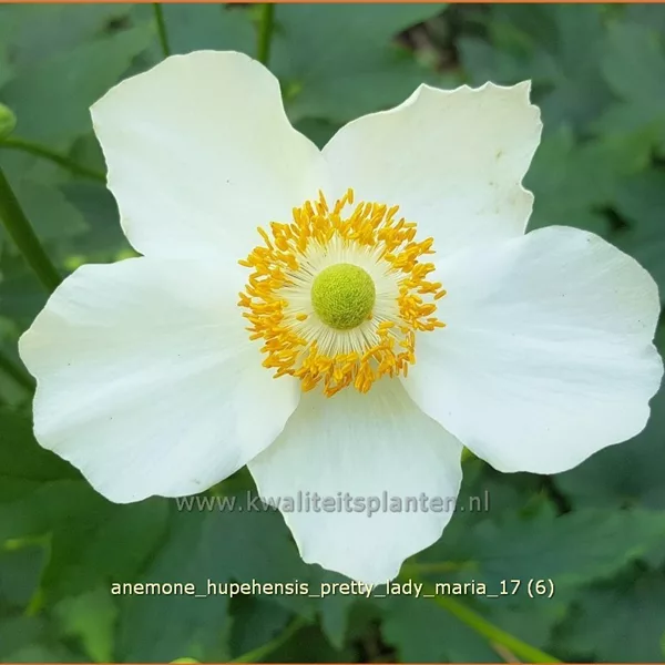 Anemone hupehensis 'Pretty Lady Maria'®