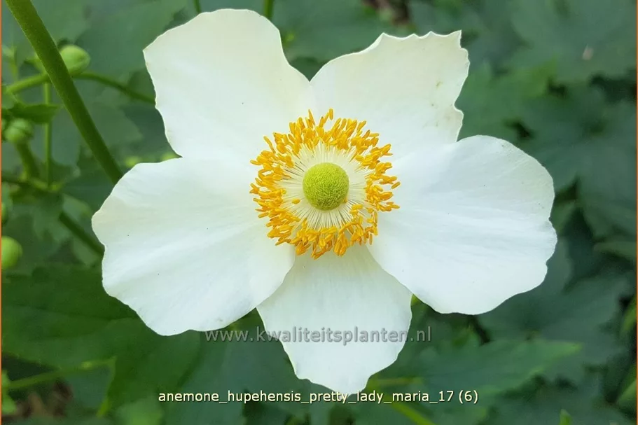 Anemone hupehensis 'Pretty Lady Maria'®