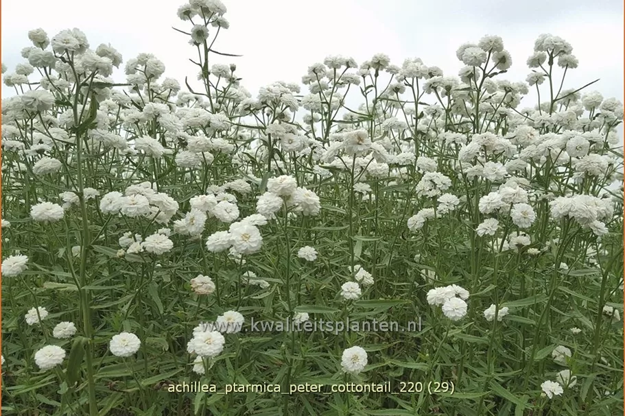 Achillea ptarmica 'Peter Cottontail'