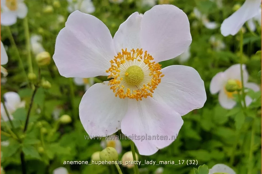 Anemone hupehensis 'Pretty Lady Maria'®