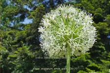 Allium stipitatum 'White Giant' (pot 11 cm)