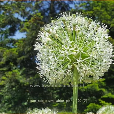 Allium stipitatum 'White Giant' (pot 11 cm)