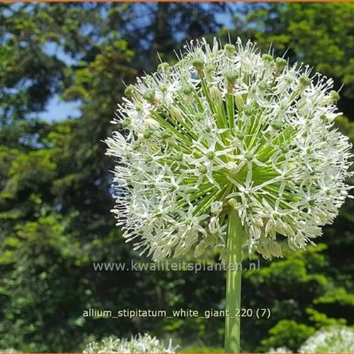 Allium stipitatum 'White Giant' (pot 11 cm)