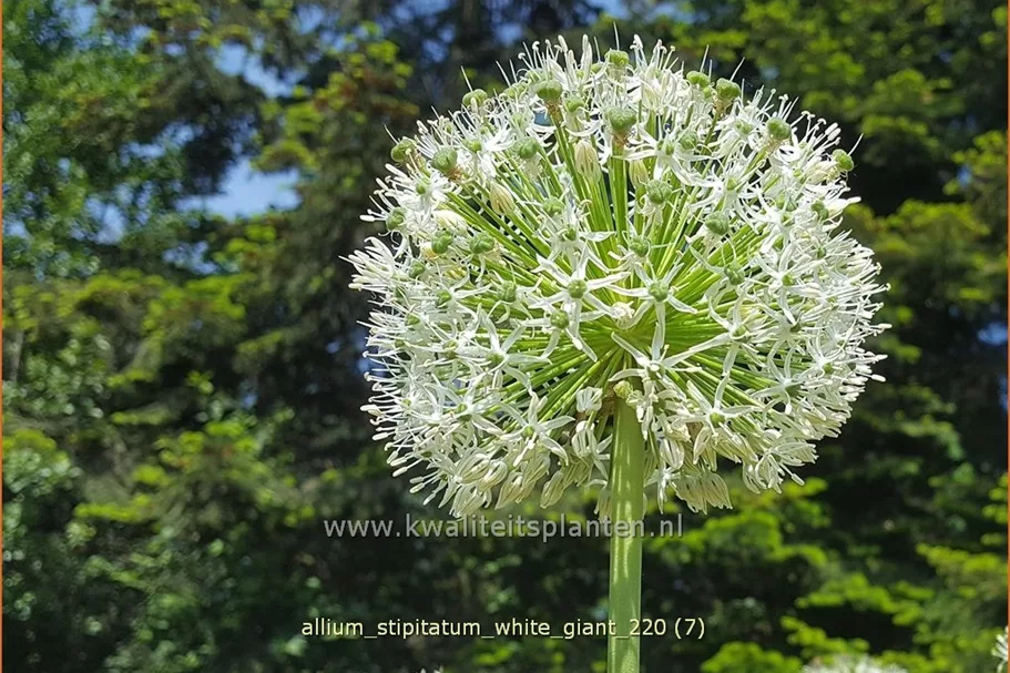 Allium stipitatum 'White Giant' (pot 11 cm)