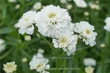Achillea ptarmica 'Peter Cottontail'