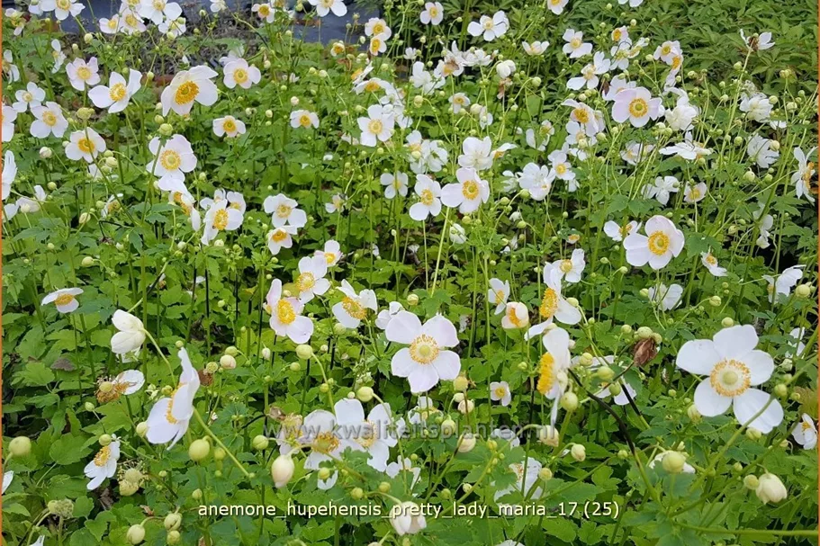 Anemone hupehensis 'Pretty Lady Maria'®