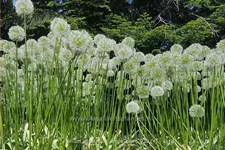 Allium stipitatum 'White Giant' (pot 11 cm)