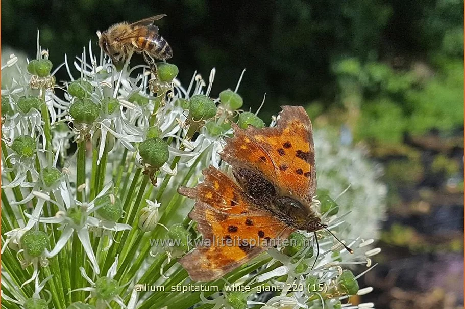 Allium stipitatum 'White Giant' (pot 11 cm)