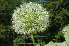 Allium stipitatum 'White Giant' (pot 11 cm)