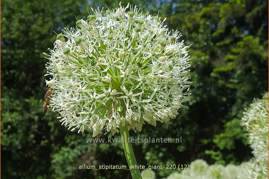 Allium stipitatum 'White Giant' (pot 11 cm)