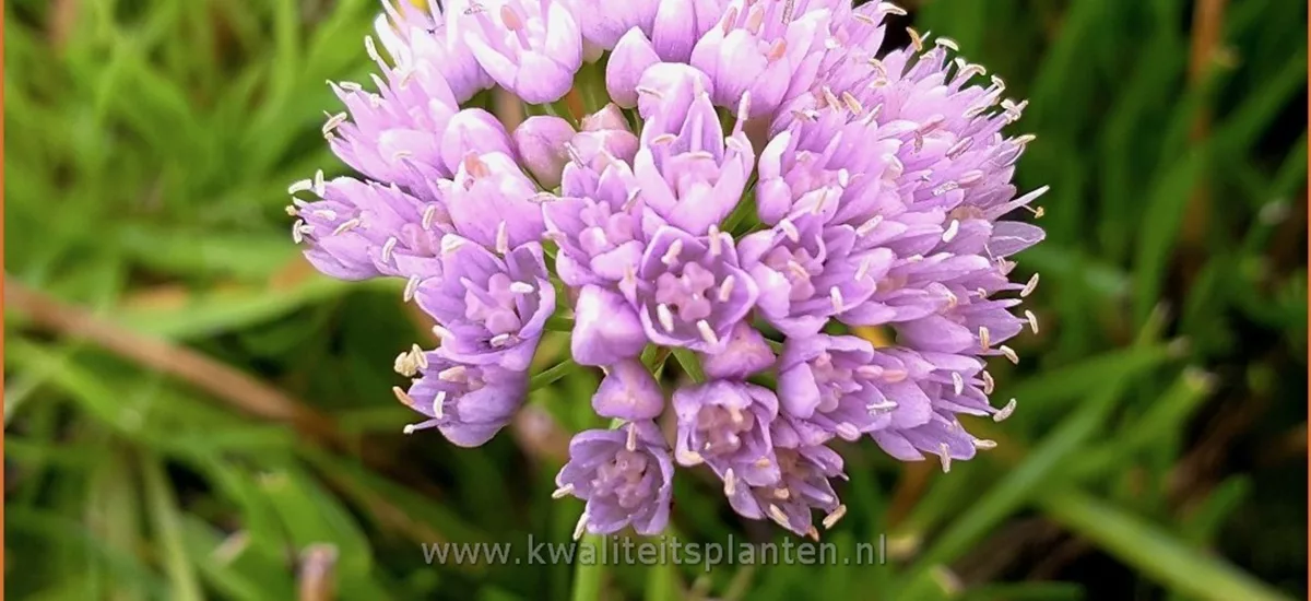 Allium 'Sugar Melt'