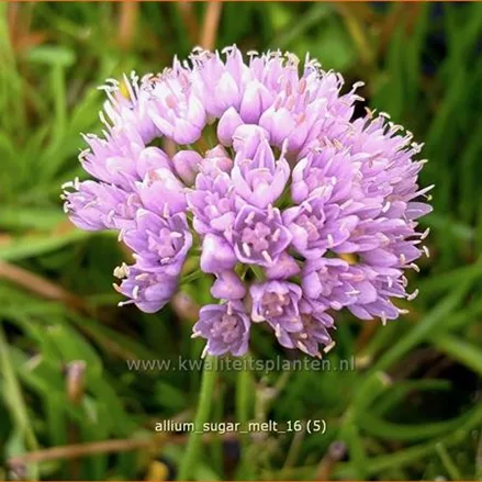 Allium 'Sugar Melt'