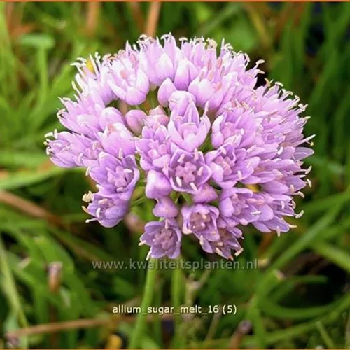 Allium 'Sugar Melt'