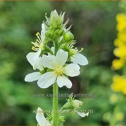 Agrimonia eupatoria 'Alba'