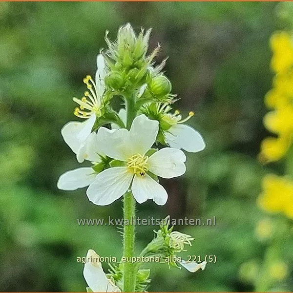 Agrimonia eupatoria 'Alba'