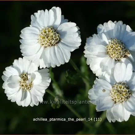 Achillea ptarmica 'The Pearl'