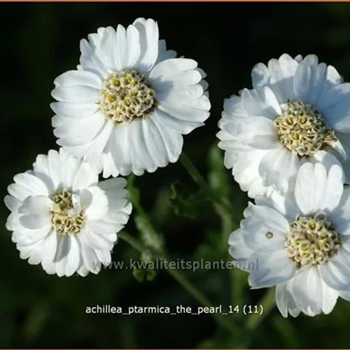 Achillea ptarmica 'The Pearl'