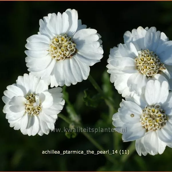 Achillea ptarmica 'The Pearl'