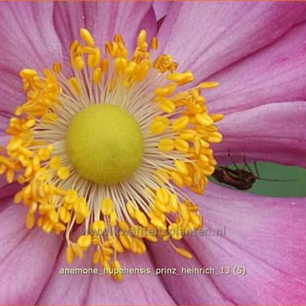 Anemone hupehensis 'Prinz Heinrich'