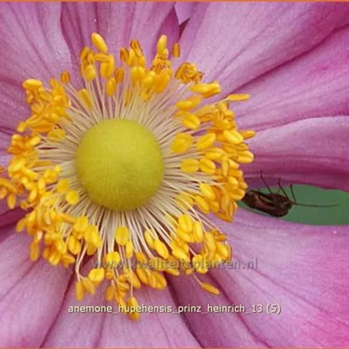 Anemone hupehensis 'Prinz Heinrich'