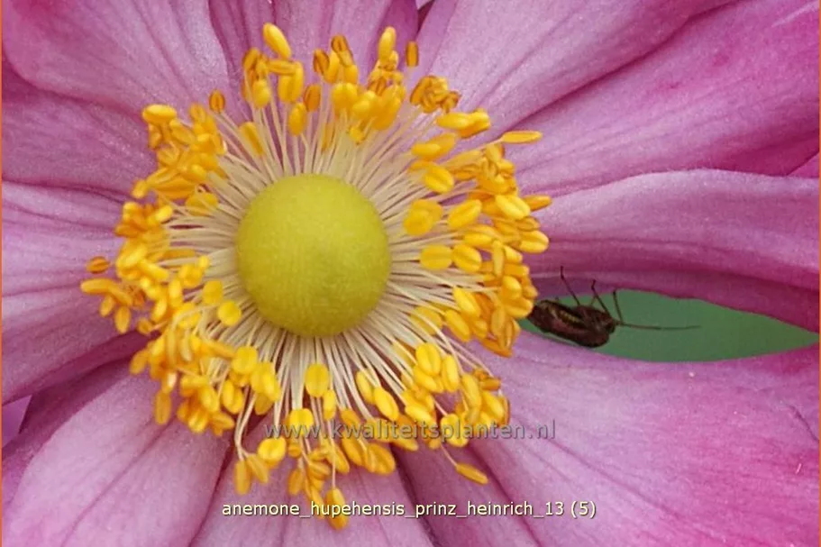 Anemone hupehensis 'Prinz Heinrich'