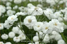 Achillea ptarmica 'The Pearl'