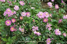 Anemone hupehensis 'Prinz Heinrich'