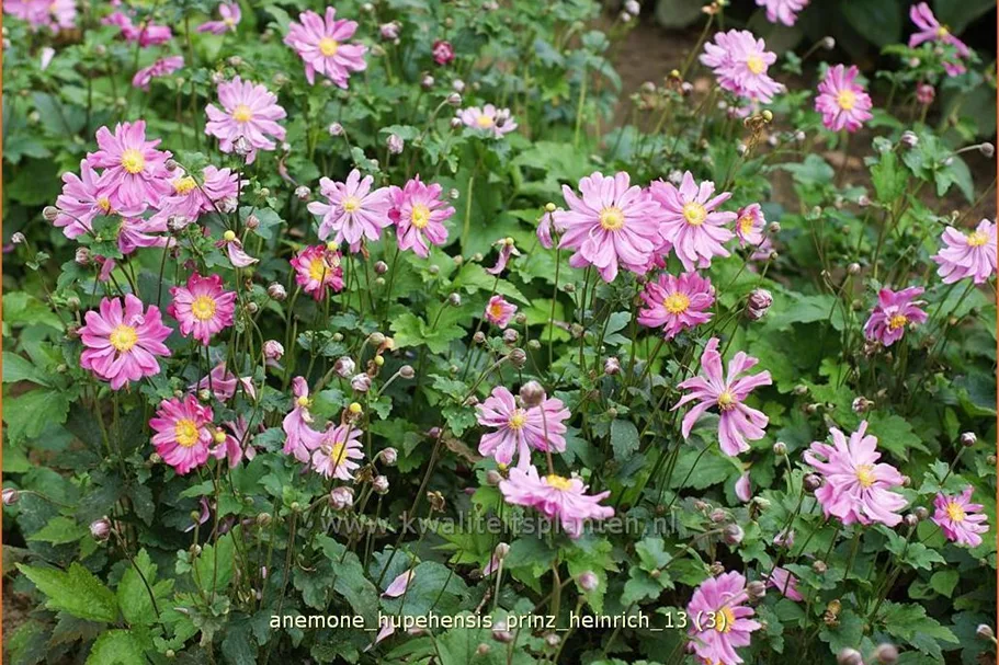 Anemone hupehensis 'Prinz Heinrich'
