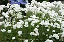Achillea ptarmica 'The Pearl'