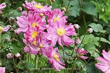 Anemone hupehensis 'Prinz Heinrich'