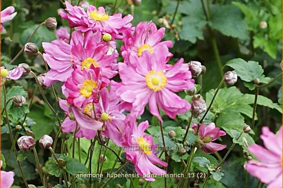 Anemone hupehensis 'Prinz Heinrich'