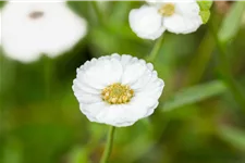 Achillea ptarmica 'The Pearl'