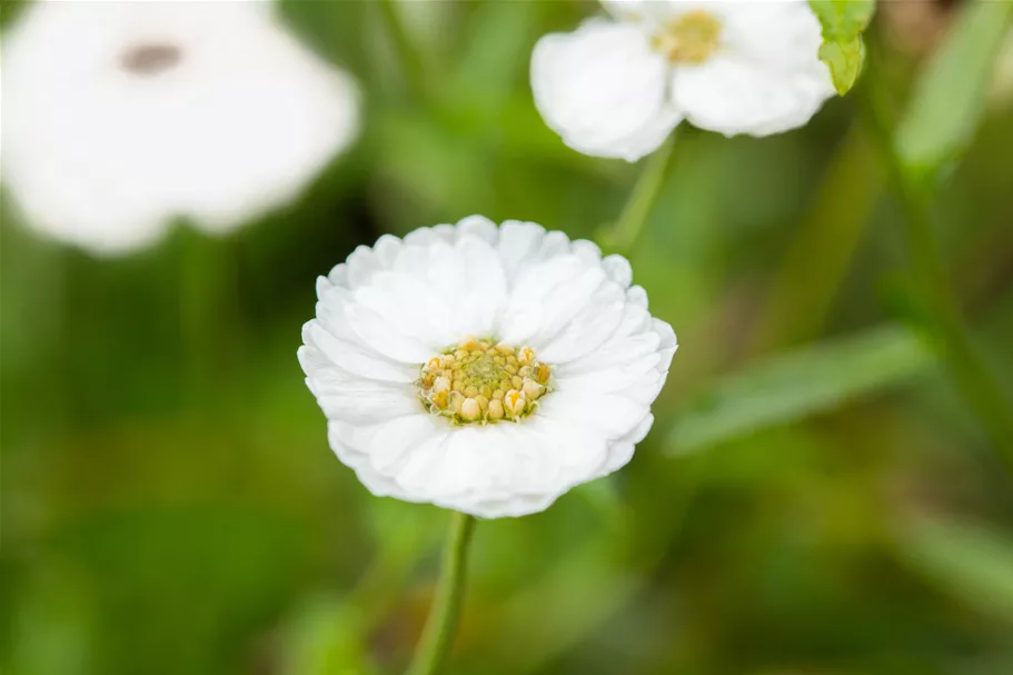 Achillea ptarmica 'The Pearl'
